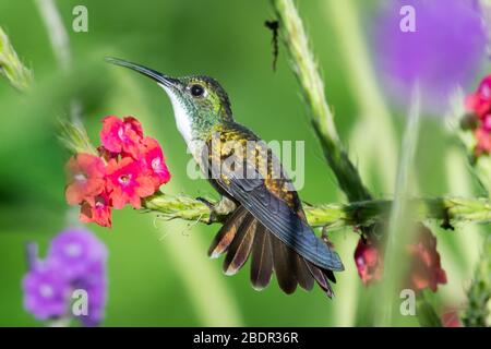 Ein Weißkestenkolibri Smaragd Kolibri, der sein Gebiet in einem Vervain-Fleck mit gemischten Blumen begibt und verteidigt. Stockfoto