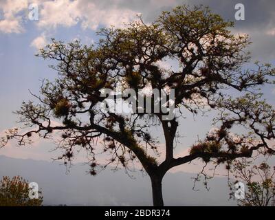 Felder und Wälder in der Nähe der archäologischen Stätte Toniná in Chiapas, im Süden Mexikos Stockfoto