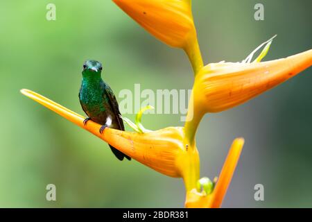 Ein juveniler kupfergebeumpter Kolibri, der auf einer orangefarbenen Heliconia-Blume im Regenwald herumstreichelt. Stockfoto