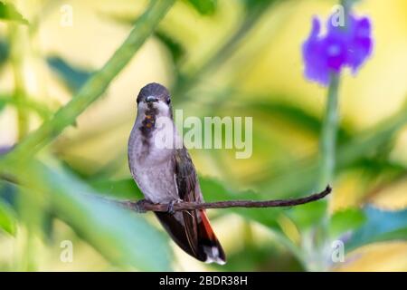 Eine weibliche Ruby Topaz Kolibri in einem Vervain Patch beim Betrachtend auf die Kamera. Stockfoto