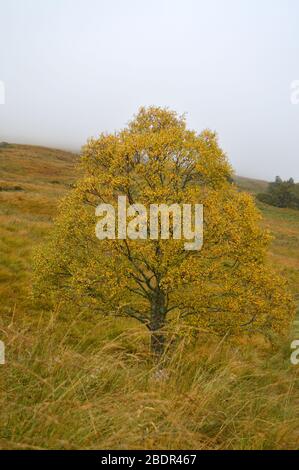 Herbstlandschaft um Balquhidder und loch Voil Trossachs stirling Stockfoto