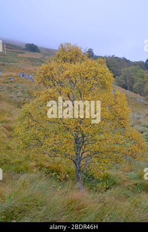 Herbstlandschaft um Balquhidder und loch Voil Trossachs stirling Stockfoto