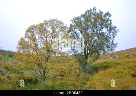 Herbstlandschaft um Balquhidder und loch Voil Trossachs stirling Stockfoto