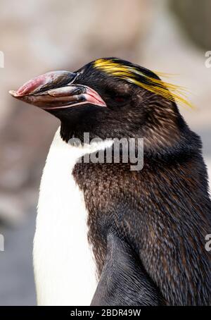 Makkaroni Pinguin bei 'Living Coasts" in Torquay, Denon, Großbritannien Stockfoto