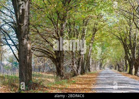 Beech Grove im Herbst, Bäume mit vergilbten Blätter auf der Straße Stockfoto