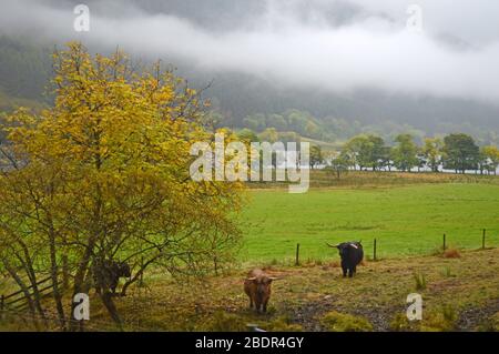 Schottische Hochlandkühe in den Glen von Loch Voil, Balquhidder, Stirling, Schottland Stockfoto