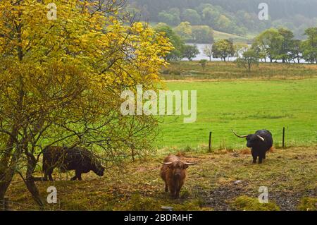 Schottische Hochlandkühe in den Glen von Loch Voil, Balquhidder, Stirling, Schottland Stockfoto