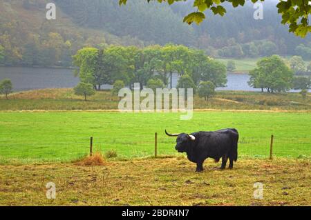 Schottische Hochlandkühe in den Glen von Loch Voil, Balquhidder, Stirling, Schottland Stockfoto