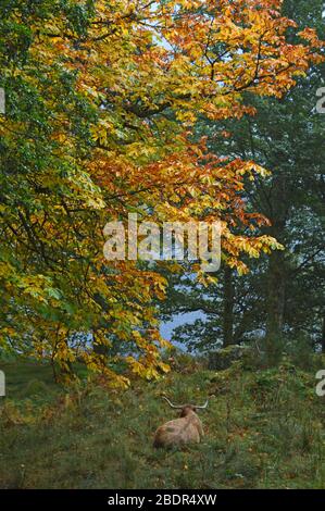 Schottische Hochlandkühe in den Glen von Loch Voil, Balquhidder, Stirling, Schottland Stockfoto