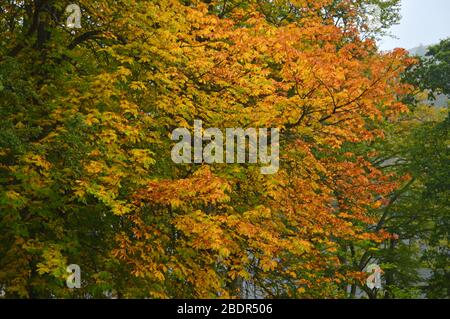 Herbstlandschaft um Balquhidder und loch Voil Trossachs stirling Stockfoto