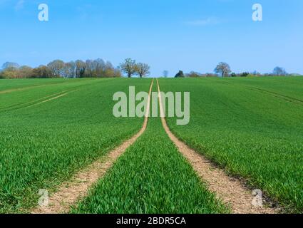 Traktormarkierungen, die in einem Feld mit neu gesäten Kulturen (Querformat) hinterlassen wurden. Perry Green, Much Hadham, Hertfordshire. GROSSBRITANNIEN Stockfoto