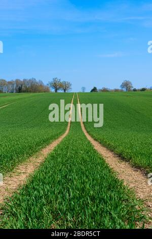 Traktormarkierungen, die in einem Feld mit neu gesätendem Erntegut hinterlassen werden (Hochformat). Perry Green, Much Hadham, Hertfordshire. GROSSBRITANNIEN Stockfoto