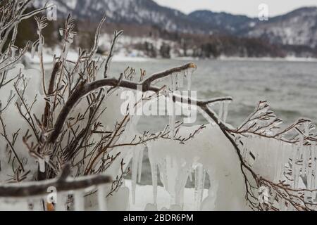 Eis bedeckt Äste des Baumes an hellen Wintertagen. Stockfoto