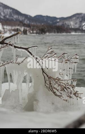 Eis bedeckt Äste des Baumes an hellen Wintertagen. Stockfoto