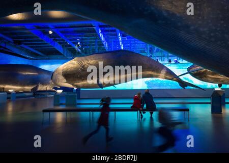 Ausstellung und Museum der Wale von Island, Reykjavik, Island Stockfoto