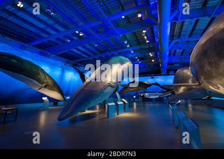 Ausstellung und Museum der Wale von Island, Reykjavik, Island Stockfoto