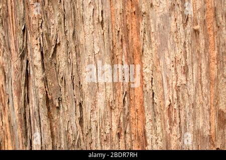 Baumrinde Robuste Textur Hintergrund Makro Stock Fotografie Bild Stockfoto