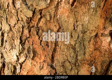 Baumrinde Robuste Textur Hintergrund Makro Stock Fotografie Bild Stockfoto