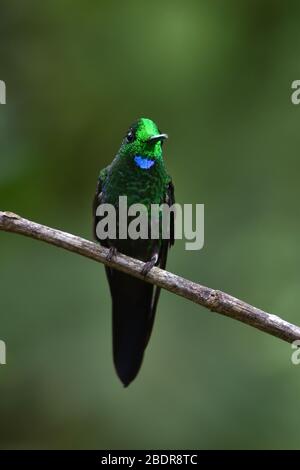 Grün gekrönt Brilliant in Costa Rica Regenwald Stockfoto