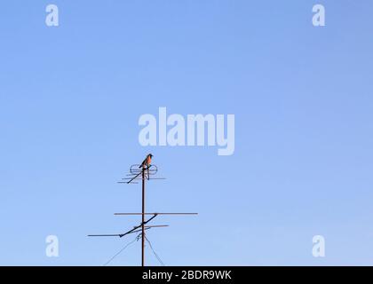 Schwarze graue Kapuzenkrähe oder Corvus cornix sitzen auf der Fernsehantenne mit blauem Himmel Hintergrund. News und Vogelwelt Konzept im Freien Stockfoto