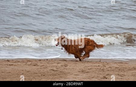 Portobello, Edinburgh, Schottland, Großbritannien. April 2020. Kühl und bewölkt am Meer mit einer Temperatur von 10 Grad Celsius. Ein außergewöhnlich ruhiger Strand, aber Buddy, der Cocker Spaniel, hielt nicht davon ab, etwas Energie entlang der Küste zu treiben, während er seinen Ball jagte. Das Einfrieren seiner Bewegung lässt es erscheinen, dass er sich in einer Armbalance-Yoga-Pose befindet. Stockfoto