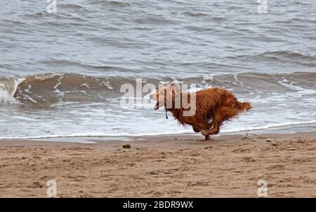 Portobello, Edinburgh, Schottland, Großbritannien. April 2020. Kühl und bewölkt am Meer mit einer Temperatur von 10 Grad Celsius. Ein außergewöhnlich ruhiger Strand, aber Buddy, der Cocker Spaniel, hielt nicht davon ab, etwas Energie entlang der Küste zu treiben, während er seinen Ball jagte. Das Einfrieren seiner Bewegung lässt es erscheinen, dass er sich in einer Armbalance-Yoga-Pose befindet. Stockfoto