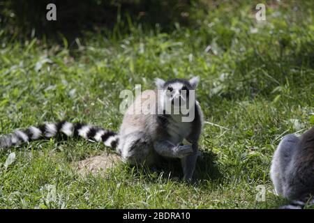 Ruhe Lemur in den Zoo Stockfoto