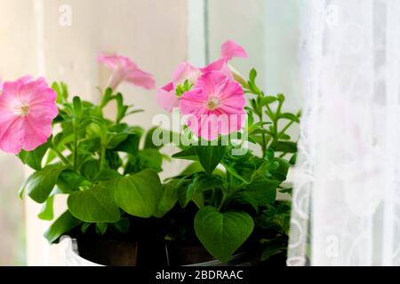 Blühende hellrosa Petunia im Frühlingstag. Fensterbank mit Blumen von Fuchsia in Töpfen. Sämlinge in Kunststoffkästen auf der Fensterbank. Konzept des Zuhauses Stockfoto