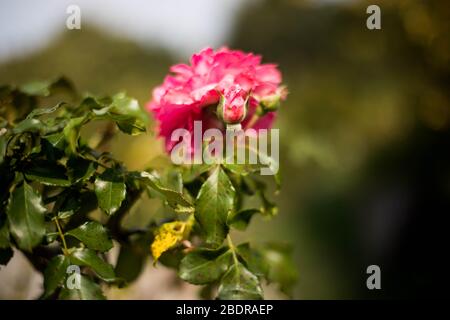 Korallenrose Blume im Rosengarten. Draufsicht. Stockfoto