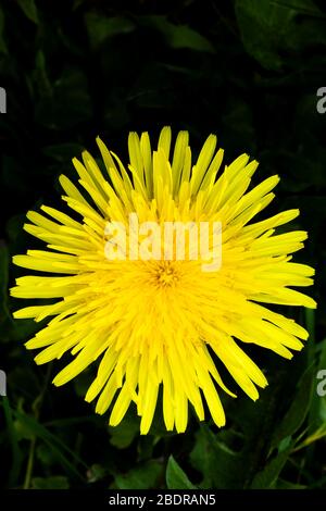 Löwenblume Taraxacum officinale Blick von oben, wächst auf einem britischen Rasen. Stockfoto