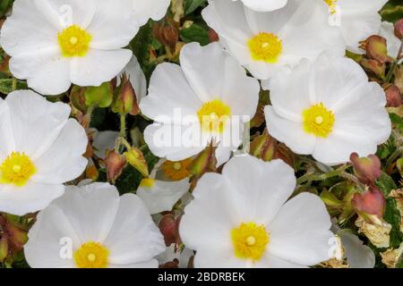 Blumen und Laub von Cistus Bennetts White Rock Rose Stockfoto