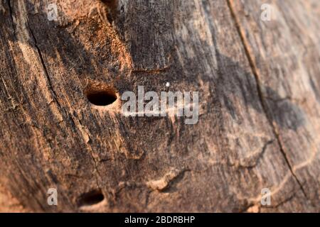 Trocken geschälte Baumrinde Textur Hintergrund Makro Stock Fotografie Bild Stockfoto