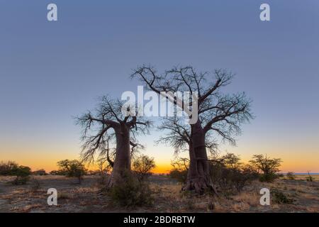 Baobab Bäume vor Sonnenaufgang auf der Insel Kukonje Stockfoto