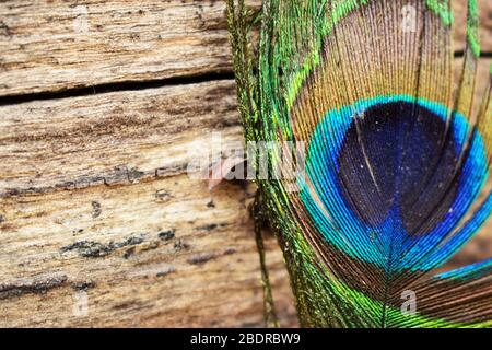 peacock Wing Muster Textur Nahaufnahme Hintergrund Makro Stock Fotografie Bild Stockfoto