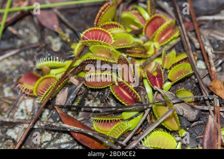 Dionaea muscipula (Venus Fly Trap) in Liberty County, Florida, USA Stockfoto