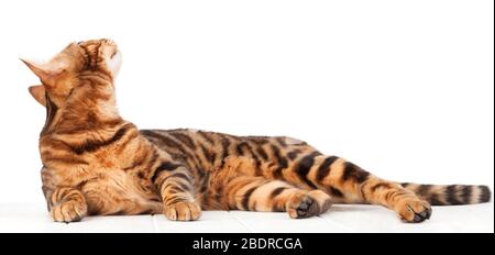 Bengalische Katze auf weißem Holzboden. Isoliert auf weißem Hintergrund Stockfoto