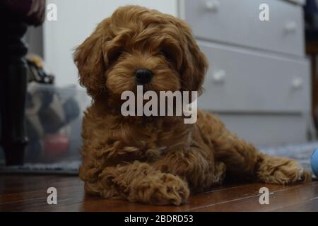 Junger Cavapoo-Welpe, der sich zu Hause auf dem Boden liegend auf die Kamera schaut Stockfoto