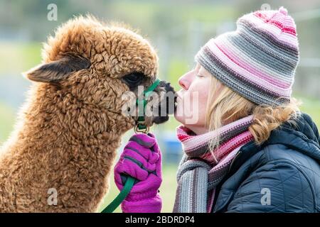 Bobcat Alpaca's, Bonaly, Besitzer Cath Crosby mit Carmelle (8 Monate alt) Stockfoto