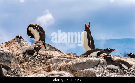 Gentoo Penguins Snow Fordert Mate Rookery Damoy Point Antarktische Halbinsel Antarktis. Stockfoto