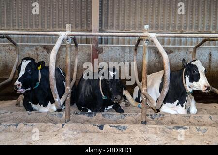 Kuhalarm, Die Campbells/Cuil Farm Stockfoto