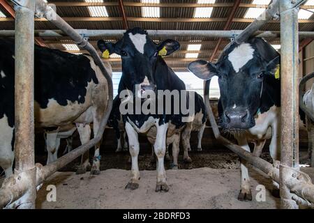 Kuhalarm, Die Campbells/Cuil Farm Stockfoto