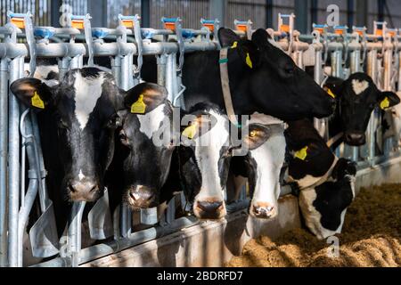 Kuhalarm, Die Campbells/Cuil Farm Stockfoto