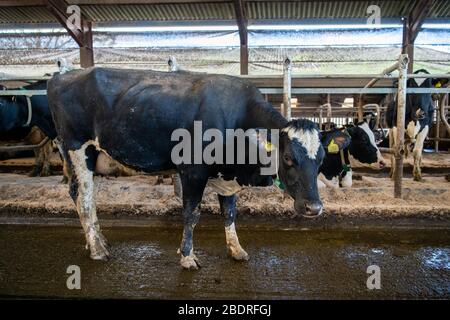 Kuhalarm, Die Campbells/Cuil Farm Stockfoto