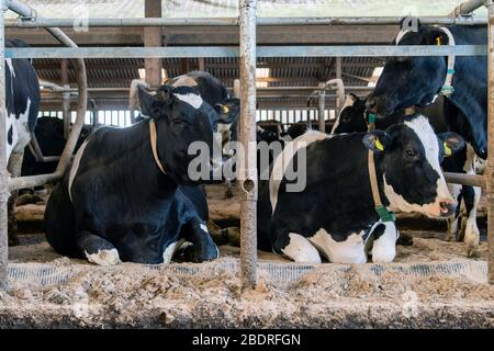 Kuhalarm, Die Campbells/Cuil Farm Stockfoto