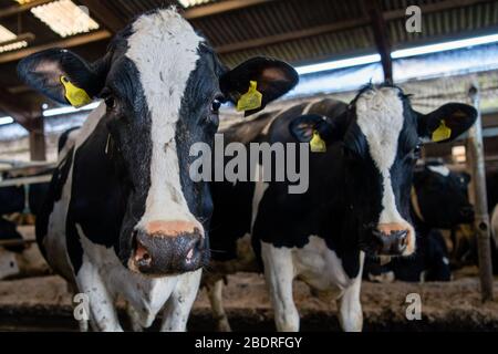 Kuhalarm, Die Campbells/Cuil Farm Stockfoto