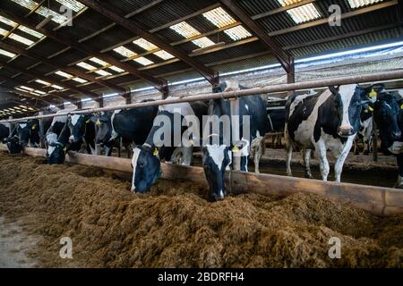 Kuhalarm, Die Campbells/Cuil Farm Stockfoto