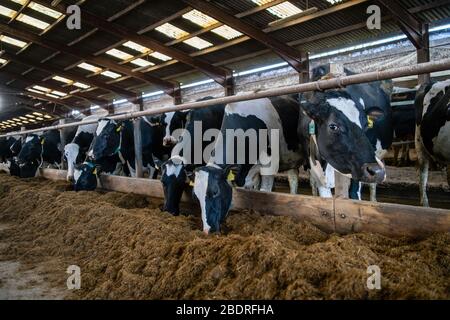 Kuhalarm, Die Campbells/Cuil Farm Stockfoto