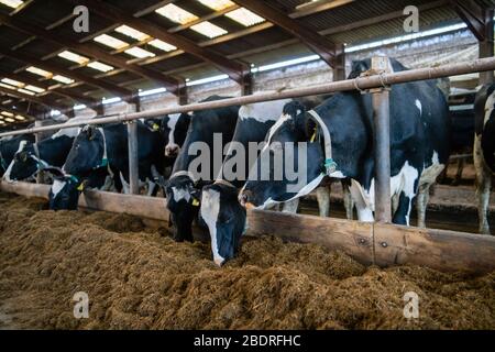 Kuhalarm, Die Campbells/Cuil Farm Stockfoto