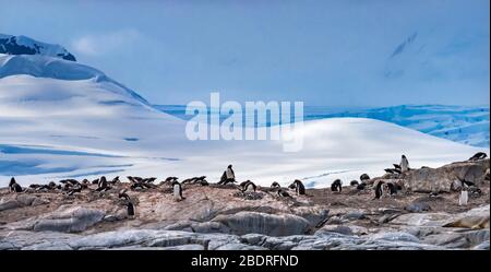 Gentoo Penguins Rookery Snow Mountains Damoy Point Antarktische Halbinsel Antarktis. Stockfoto