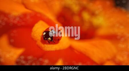 Lustige Marienkäfer auf Zinnia Blume, Sommer Hintergrund mit Bokeh. Selektiver Fokus. Makrofoto Stockfoto